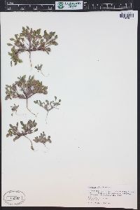 Phacelia scopulina var. submutica image