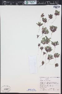 Phacelia scopulina var. submutica image