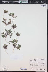 Phacelia scopulina var. submutica image