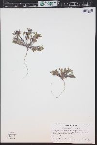 Phacelia scopulina var. submutica image