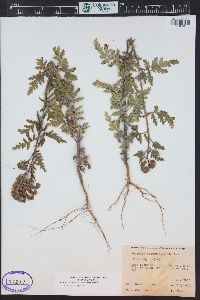 Phacelia denticulata image