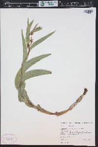 Epipactis gigantea image