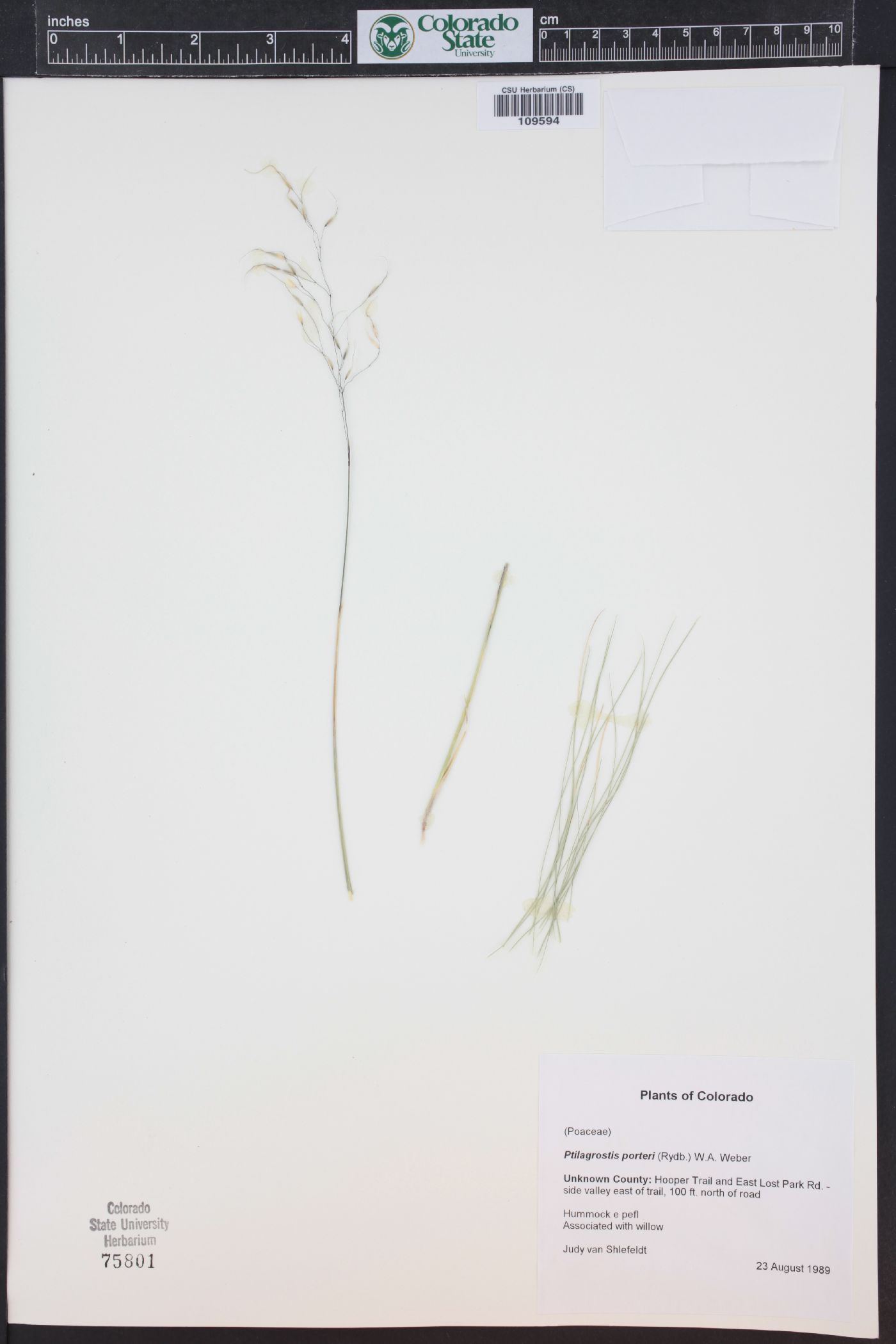 Ptilagrostis porteri image