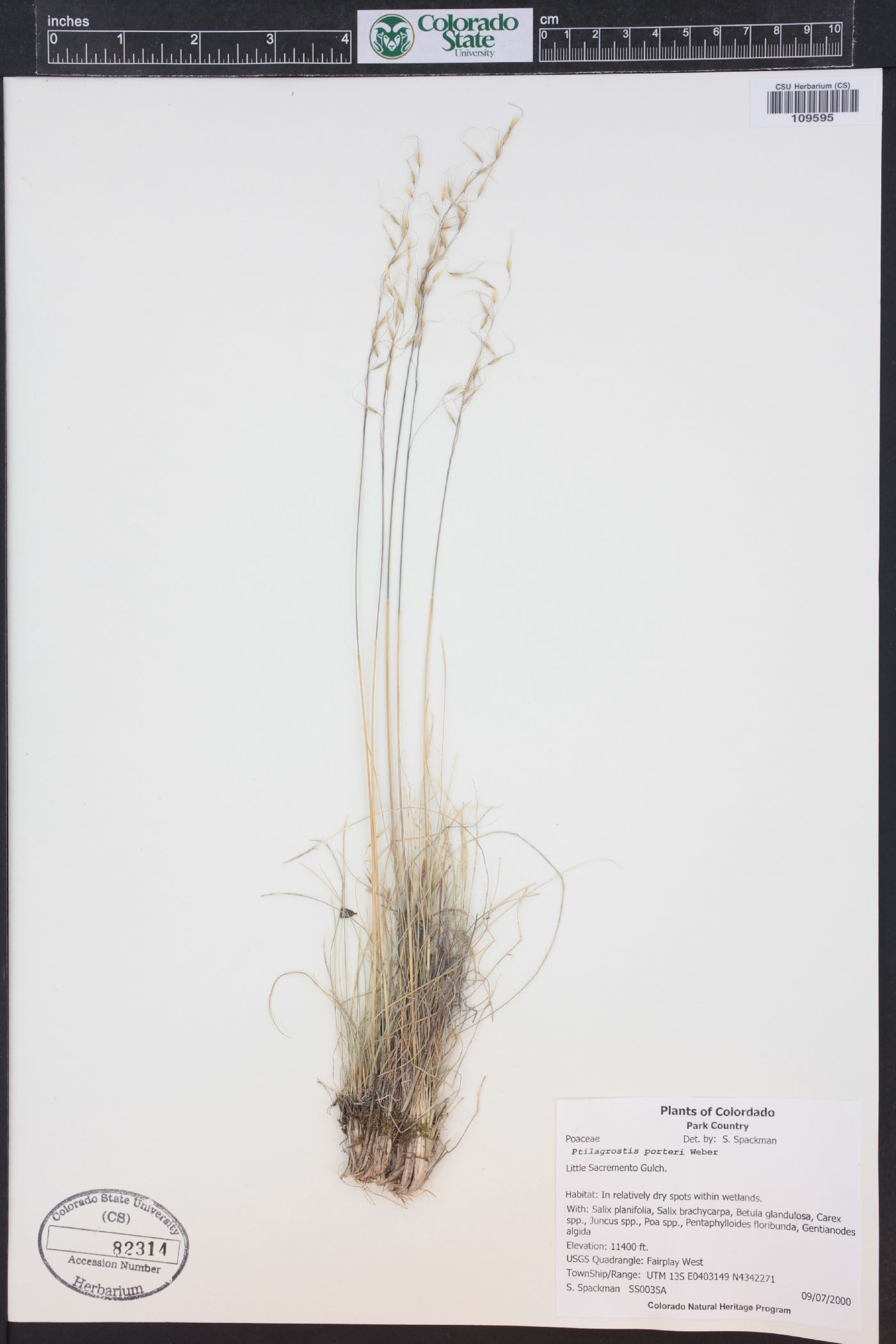 Ptilagrostis porteri image