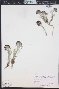 Ipomopsis globularis image
