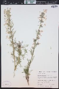 Ipomopsis aggregata image