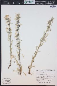 Ipomopsis aggregata image