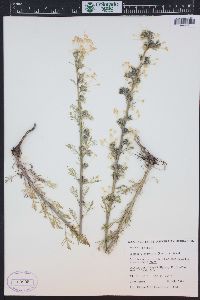 Ipomopsis aggregata image