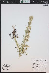 Ipomopsis aggregata image