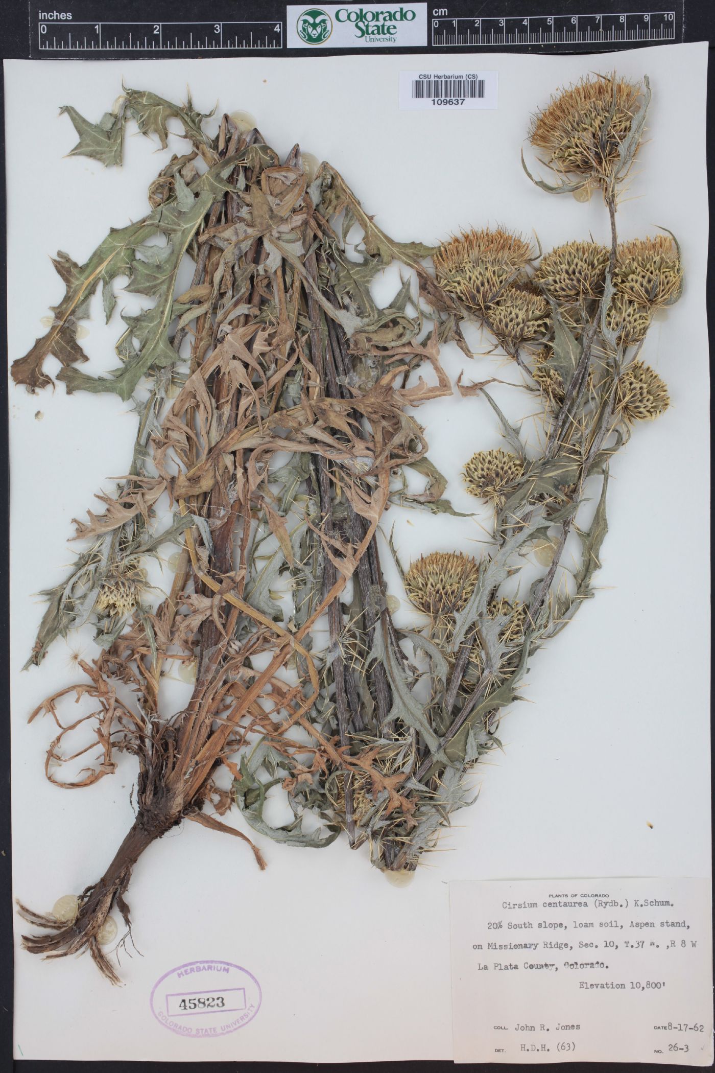 Cirsium centaureae image