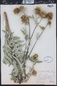 Cirsium centaureae image