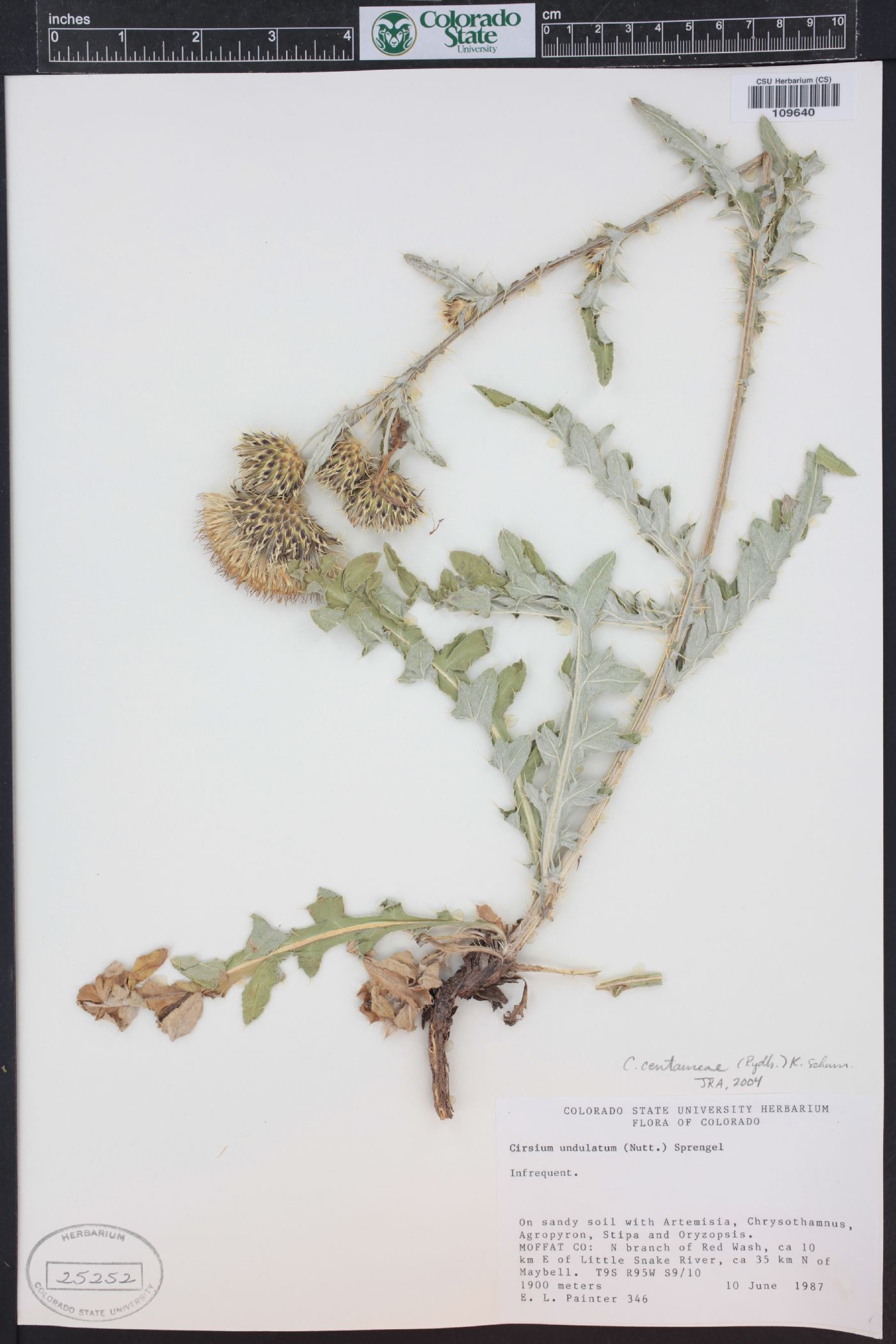 Cirsium centaureae image