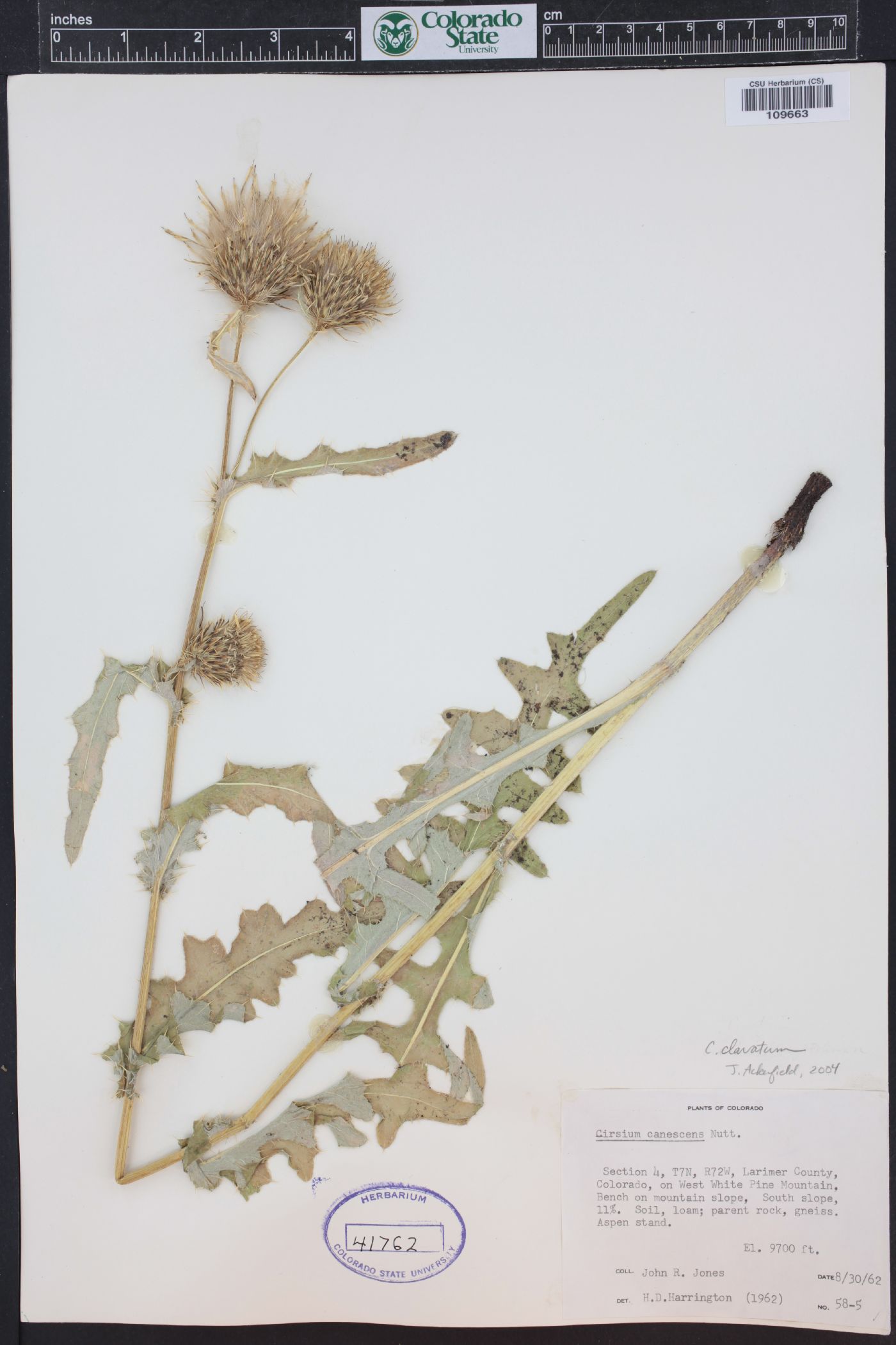 Cirsium clavatum image