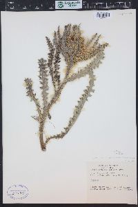 Cirsium eatonii image