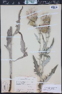 Cirsium flodmanii image