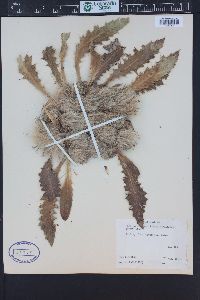 Cirsium scariosum image