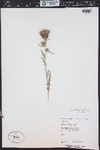 Cirsium tracyi image