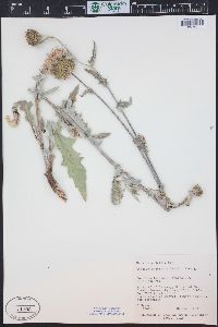 Cirsium tracyi image