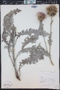 Cirsium undulatum image