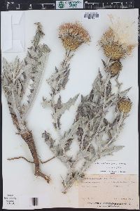 Cirsium undulatum image