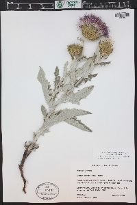 Cirsium undulatum image