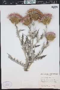 Cirsium undulatum image