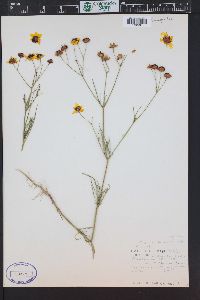 Coreopsis tinctoria image