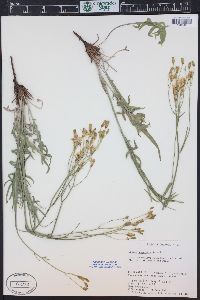 Crepis acuminata image