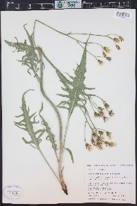 Crepis acuminata image