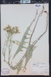 Crepis acuminata image