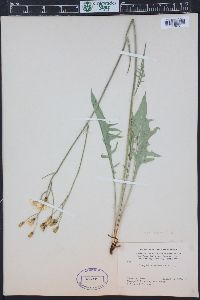 Crepis acuminata image