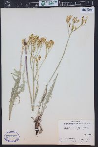 Crepis acuminata image