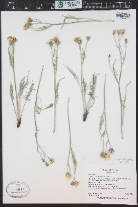 Crepis atribarba image