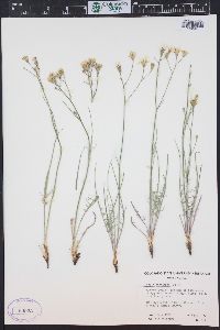 Crepis atribarba image