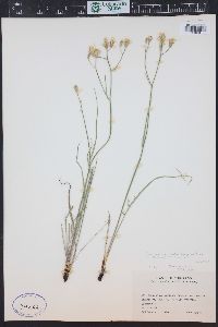 Crepis atribarba image