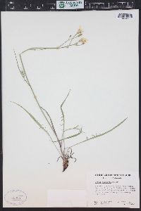 Crepis atribarba image