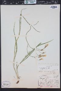 Crepis atribarba image