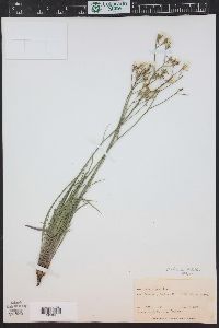 Crepis atribarba image