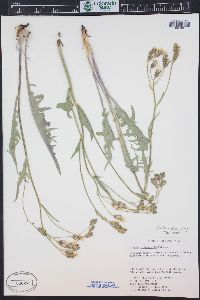 Crepis intermedia image