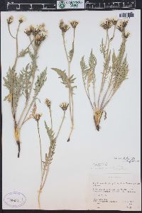 Crepis occidentalis image