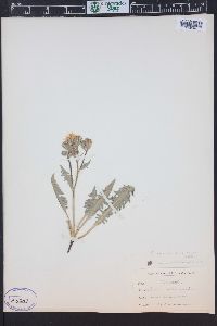 Crepis occidentalis image