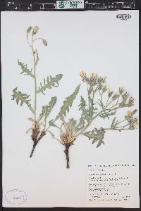 Crepis occidentalis image