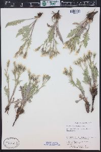 Crepis occidentalis image