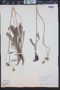 Crepis runcinata image