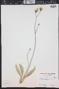 Crepis runcinata image