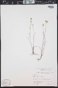 Crepis capillaris image