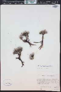 Eriogonum tumulosum image