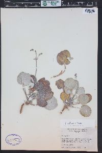 Eriogonum scabrellum image