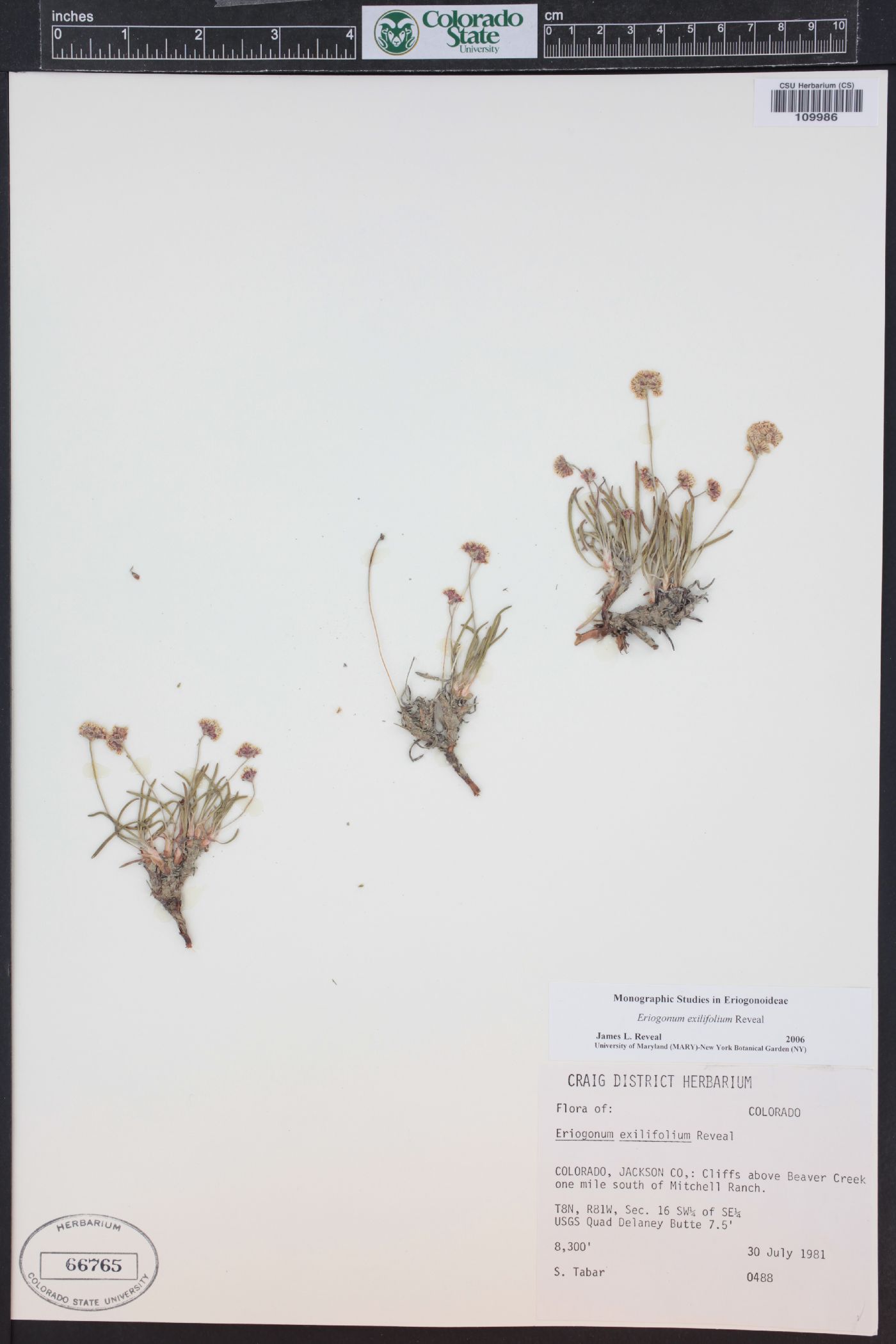 Eriogonum exilifolium image
