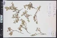 Sesuvium verrucosum image